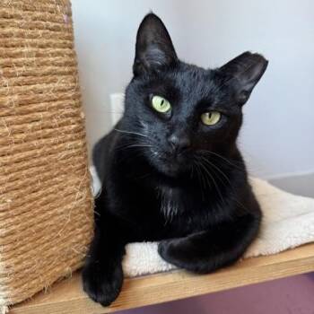 Domestic Short Hair Cats Available for Adoption - Cher | PetCurious