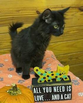 Rescue Domestic Medium Hair Cats for Adoption in Southern Pines, North Carolina - Donella | PetCurious