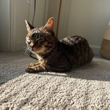 FOUND NW ROCHESTER -  Domestic Short Hair Cat for Adoption in Rochester, Minnesota - FOUND NW ROCHESTER | PetCurious