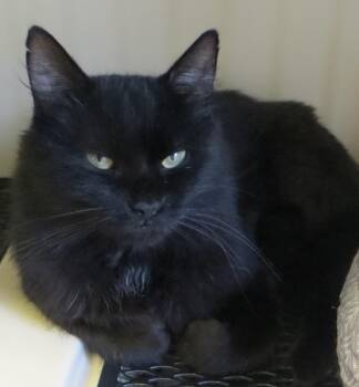 HERSHEY -  Domestic Long Hair Cat for Adoption in Taunton, Massachusetts - HERSHEY | PetCurious