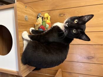 Rescue Domestic Short Hair Cats for Adoption in Eugene, Oregon - Hercules | PetCurious