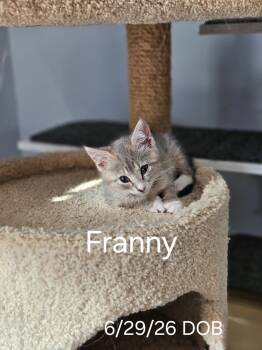Franny -  Tabby Cat for Adoption in Avondale, Pennsylvania - Franny | PetCurious