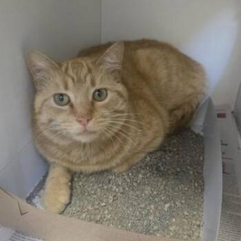 Domestic Short Hair Cats Available for Adoption in Phoenixville, Pennsylvania - Otter | PetCurious