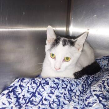 Okra -  Domestic Short Hair Cat for Adoption in Morgan Hill, California - Okra | PetCurious