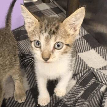 Dill -  Domestic Short Hair Cat for Adoption in Houston, Texas - Dill | PetCurious