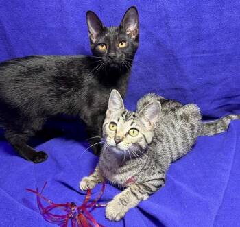 Lula Mae and Lexi Mae -  Domestic Short Hair Cat for Adoption in Cincinnati, Ohio - Lula Mae And Lexi Mae | PetCurious