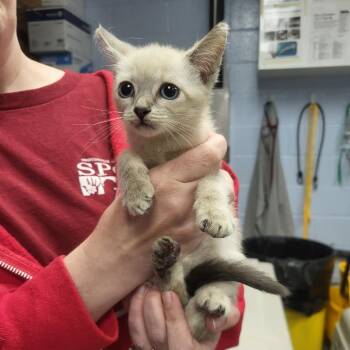 Smashmouth -  Domestic Short Hair Cat for Adoption in Martinsville, Virginia - Smashmouth | PetCurious