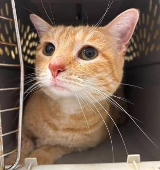 Tami -  Domestic Short Hair Cat for Adoption in Des Moines, Iowa - Tami | PetCurious