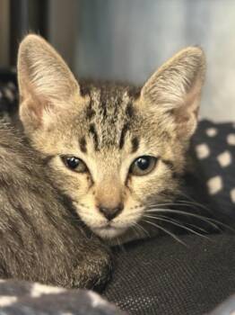 Domestic Short Hair Cats Available for Adoption in Houston, Texas - TRISTIN | PetCurious