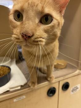Big Poppa -  Domestic Short Hair Cat for Adoption in Austin, Texas - Big Poppa | PetCurious