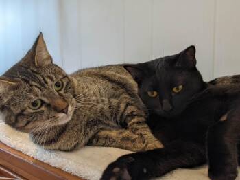 Rescue Domestic Short Hair Cats for Adoption in Cranbrook, British Columbia - Layla And Venus (bonded Pair) | PetCurious