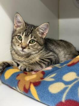Domestic Short Hair Cats Available for Adoption - Eddie | PetCurious