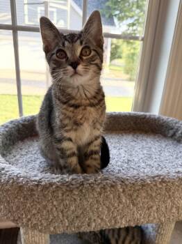 Domestic Short Hair Cats Available for Adoption in Plainfield, Illinois - Pepperoncini | PetCurious
