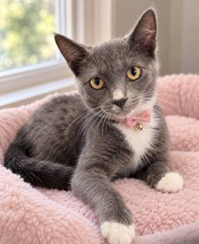 JILL -  Domestic Short Hair Cat for Adoption in Margate, Florida - JILL | PetCurious