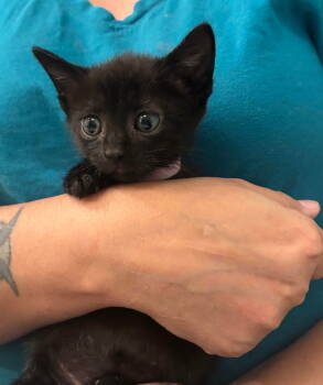 Rescue Domestic Short Hair Cats for Adoption in Camden, South Carolina - Shalamar (Available For Pre-adoption) | PetCurious