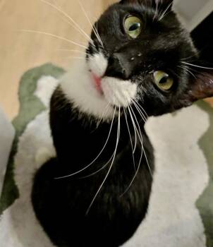 Rescue Domestic Short Hair Cats for Adoption in Lemont, Illinois - Apple Juice | PetCurious