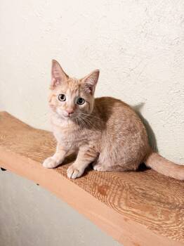 Oscar - snuggly little sweetheart -  Tabby Cat for Adoption in Neenah, Wisconsin - Oscar - Snuggly Little Sweetheart | PetCurious