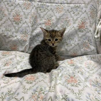 Diana Prince -  Domestic Short Hair Cat for Adoption in Los Angeles, California - Diana Prince | PetCurious