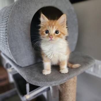 Tabby Cats Available for Adoption in Pasco, Washington - Bacon | PetCurious