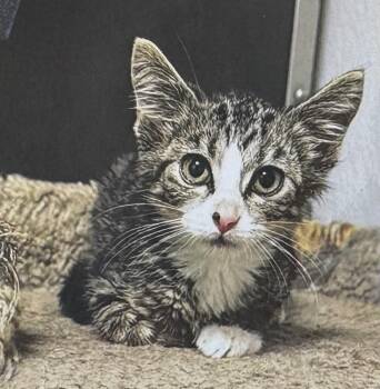 Spaghetti -  Domestic Short Hair Cat for Adoption in Fort Madison, Iowa - Spaghetti | PetCurious