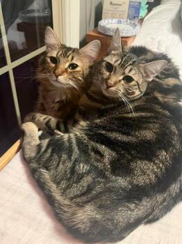Tabby and Domestic Medium Hair Cats Available for Adoption in Glen Raven, North Carolina - FIONA-bonded With Lea | PetCurious