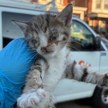 Squints -  Domestic Short Hair Cat for Adoption in Philadelphia, Pennsylvania - Squints | PetCurious