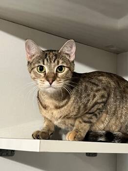 Rescue Domestic Short Hair Cats for Adoption in Corpus Christi, Texas - Galadriel | PetCurious