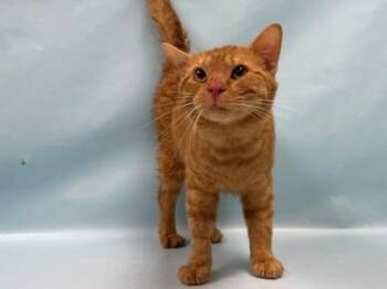 Kevin -  Domestic Short Hair Cat for Adoption in Minneapolis, Minnesota - Kevin | PetCurious