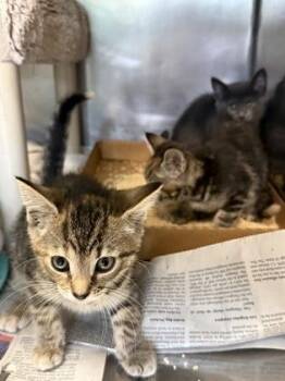 Domestic Short Hair Cats Available for Adoption in Morristown, New Jersey - Jacklyn | PetCurious
