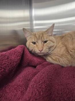 Domestic Short Hair Cats Available for Adoption in Westland, Michigan - Lightning McQueen | PetCurious