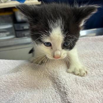 Gabagool -  Domestic Short Hair Cat for Adoption in Newark, New Jersey - Gabagool | PetCurious