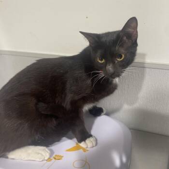 Nami -  Domestic Short Hair Cat for Adoption in Tampa, Florida - Nami | PetCurious