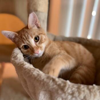 Mackerel -  Domestic Short Hair Cat for Adoption in Long Beach, California - Mackerel | PetCurious