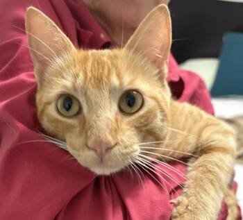 Domestic Short Hair Cats Available for Adoption in Lafayette, Louisiana - Quincy | PetCurious
