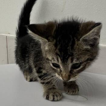 Luneth -  Domestic Short Hair Cat for Adoption in St. Louis, Missouri - Luneth | PetCurious