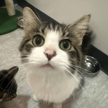 Gertie -  Domestic Medium Hair Cat for Adoption in Muncie, Indiana - Gertie | PetCurious