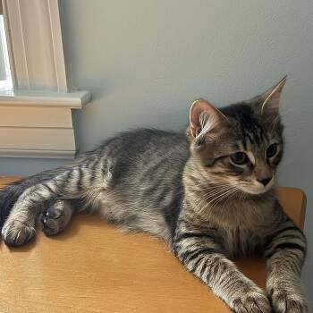 Baskerville -  Domestic Medium Hair Cat for Adoption in Richmond, Virginia - Baskerville | PetCurious
