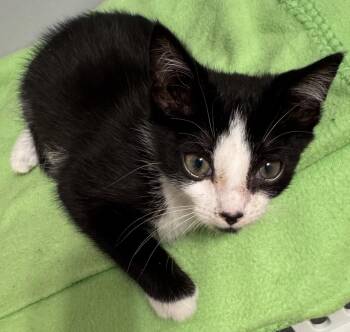 Bullfrog -  Domestic Short Hair Cat for Adoption in Lenoir City, Tennessee - Bullfrog | PetCurious