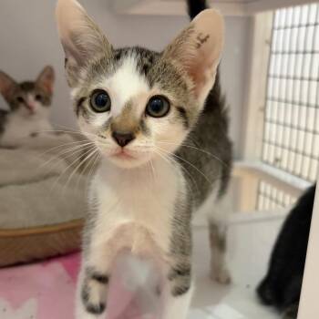Sorbet -  Domestic Short Hair Cat for Adoption in Sarasota, Florida - Sorbet | PetCurious