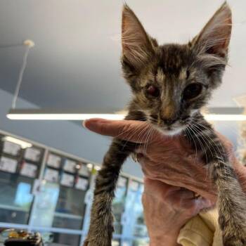 Chip -  Domestic Medium Hair Cat for Adoption in Kingman, Arizona - Chip | PetCurious