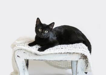 Damon -  Domestic Short Hair Cat for Adoption in Birmingham, Alabama - Damon | PetCurious