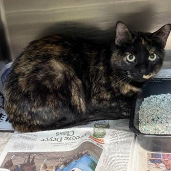 Domestic Short Hair Cats Available for Adoption in Salt Lake City, Utah - Diva | PetCurious