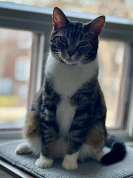 Rescue Domestic Short Hair Cats for Adoption in Montreal, Quebec - Miso | PetCurious