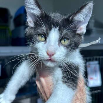 Domestic Short Hair Cats Available for Adoption in Matteson, Illinois - Ethan | PetCurious