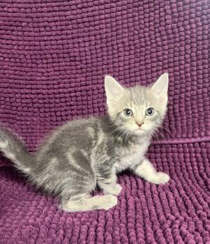 Parker -  Domestic Short Hair Cat Available for Adoption in Hammond, Louisiana - Parker | PetCurious