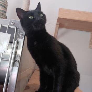 Domestic Short Hair Cats Available for Adoption in Hamilton, Ontario - Kinsley | PetCurious