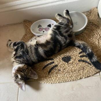 Peanut (R75 James St 2) -  American Shorthair Cat for Adoption in Westport, Connecticut - Peanut (R75 James St 2) | PetCurious