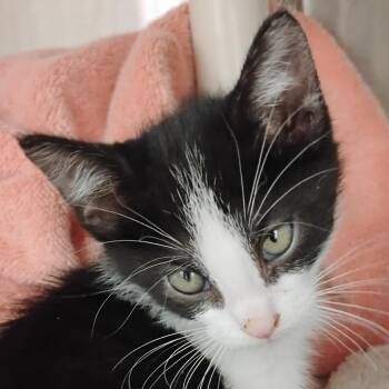 Applebees -  Domestic Short Hair Cat for Adoption in Bentonville, Arkansas - Applebees | PetCurious
