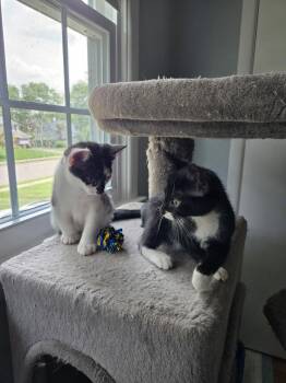 Maurice River -  Domestic Short Hair Cat for Adoption in Trenton, New Jersey - Maurice River | PetCurious