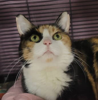 Rescue Calico Cats for Adoption in Cuyahoga Falls, Ohio - Bucket | PetCurious